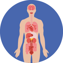 Game: Digestion order